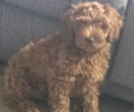 Image preview for Ad Listing. Nickname: Romeo