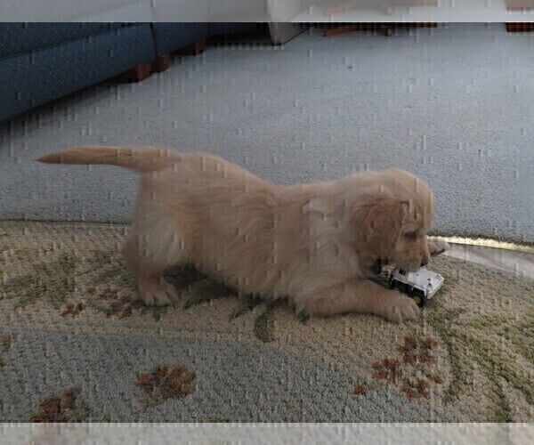 Full screen Photo #9 Golden Retriever Puppy For Sale in MECHANICSVILLE, MD, USA
