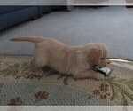 Small Photo #9 Golden Retriever Puppy For Sale in MECHANICSVILLE, MD, USA