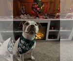 Small American Staffordshire Terrier Mix