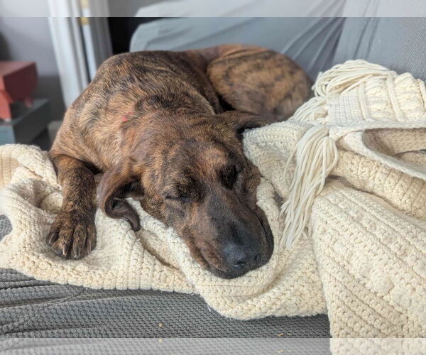 Medium Photo #6 Plott Hound-Unknown Mix Puppy For Sale in Mechanicsburg, PA, USA