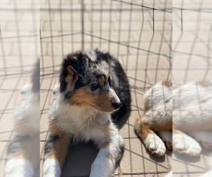 Australian Shepherd Puppy for sale in MARYSVILLE, CA, USA