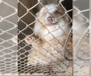 Australian Shepherd-Unknown Mix Dogs for adoption in Cranston, RI, USA