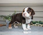 Small Photo #15 Beabull Puppy For Sale in MILLERSBURG, OH, USA