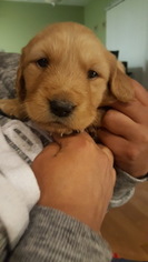Golden Retriever Puppy for sale in BOLINGBROOK, IL, USA