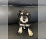 Puppy Gaston Schnauzer (Miniature)