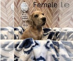 Puppy Sky Great Dane