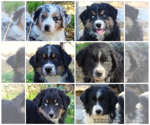 Australian Shepherd Puppy for Sale in ACTON, California USA