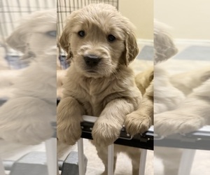 Golden Retriever Puppy for sale in PORTALES, NM, USA