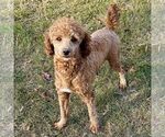 Small Photo #1 Irish Doodle (Miniature) Puppy For Sale in NEW HOLLAND, PA, USA
