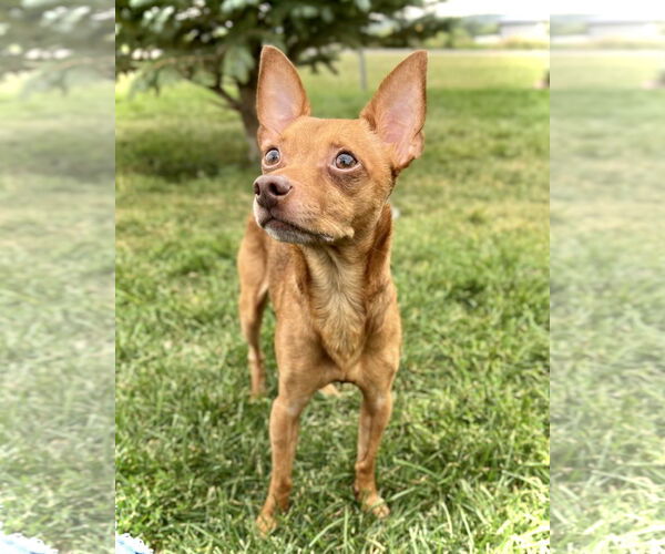 Medium Photo #1 Chihuahua-Unknown Mix Puppy For Sale in Estherville, IA, USA