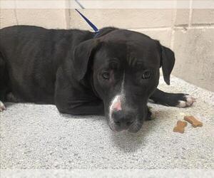 Mutt Dogs for adoption in Conroe, TX, USA