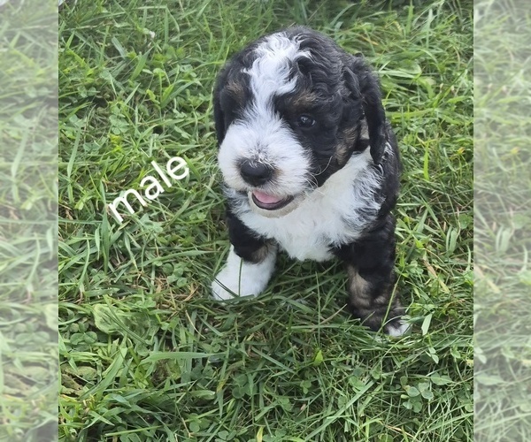 Medium Photo #1 Bernedoodle (Miniature) (+ Poodle Miniature) Puppy For Sale in DETROIT, MI, USA