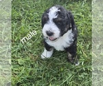 Puppy Puppy 1 Bernedoodle (Miniature) (+ Poodle Miniature)