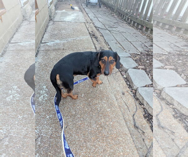 Medium Photo #3 Dachshund-Unknown Mix Puppy For Sale in Fenton, MO, USA