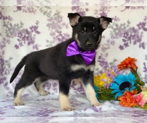 German Shepherd Dog Puppy for sale in LANCASTER, PA, USA