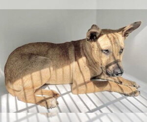 Black Mouth Cur Dogs for adoption in Houston, TX, USA
