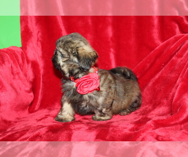 Medium Photo #6 Shih Tzu Puppy For Sale in LIVE OAK, FL, USA