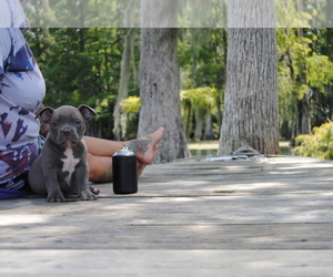 American Bully Puppy for sale in PANAMA CITY, FL, USA