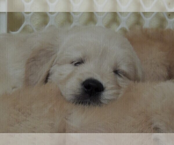 Medium Photo #3 Golden Retriever Puppy For Sale in CANBY, OR, USA