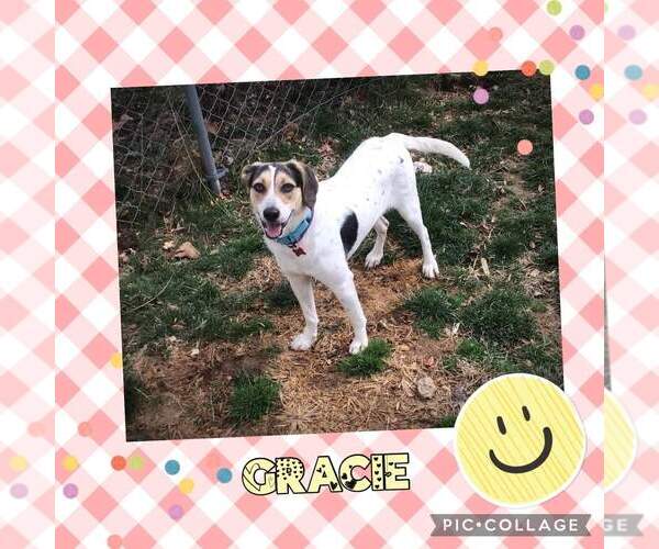 Medium Photo #3 Mutt Puppy For Sale in Westminster, MD, USA