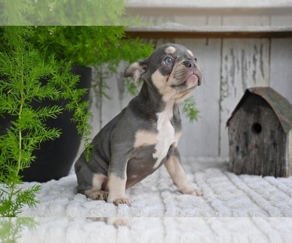 Medium Photo #6 French Bulldog Puppy For Sale in MILLERSBURG, OH, USA