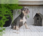 Small #5 French Bulldog