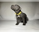 Small Photo #9 Cane Corso Puppy For Sale in NARVON, PA, USA