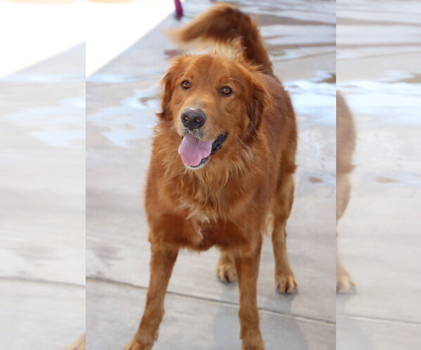Medium Photo #4 Golden Retriever Puppy For Sale in Glendale , AZ, USA