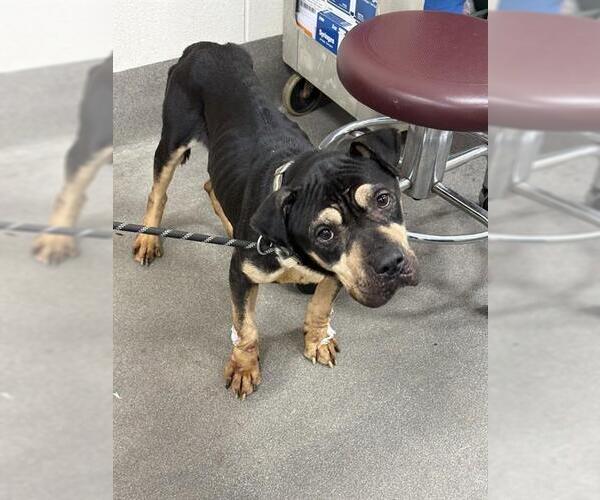 Medium Photo #1 Rottweiler-Unknown Mix Puppy For Sale in Forestville, MD, USA