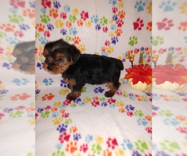 Medium Photo #2 Yorkshire Terrier Puppy For Sale in LAPEER, MI, USA