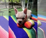 Puppy Jude Faux Frenchbo Bulldog