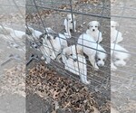 Puppy Mak Great Pyrenees