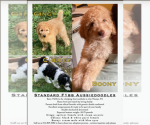 Aussiedoodle Dog for Adoption in JIM THORPE, Pennsylvania USA