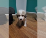 Small Photo #8 Great Pyrenees Puppy For Sale in SPRINGFIELD, MO, USA