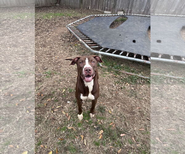 Medium Photo #1 Mutt Puppy For Sale in Jackson, MS, USA