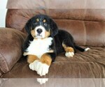 Small Photo #10 Bernese Mountain Dog Puppy For Sale in HORN CREEK, CO, USA