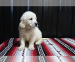 Small Photo #3 English Cream Golden Retriever Puppy For Sale in SHILOH, OH, USA