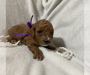 Medium Goldendoodle (Miniature)