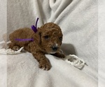 Puppy Puppy 4 Purple Goldendoodle (Miniature)