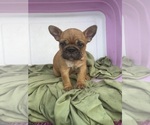 Small #7 French Bulldog