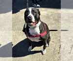 Small #1 American Pit Bull Terrier