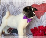 Small Photo #3 Akita Puppy For Sale in LANCASTER, PA, USA