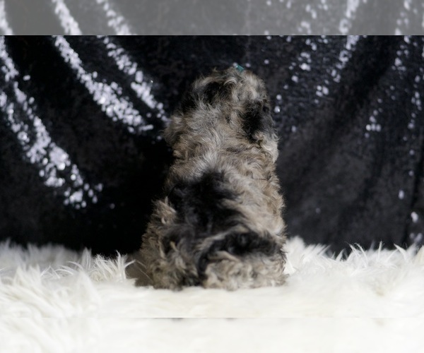 Medium Photo #48 Poodle (Miniature) Puppy For Sale in WARSAW, IN, USA