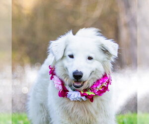 Great Pyrenees-Unknown Mix Dogs for adoption in Unionville, PA, USA