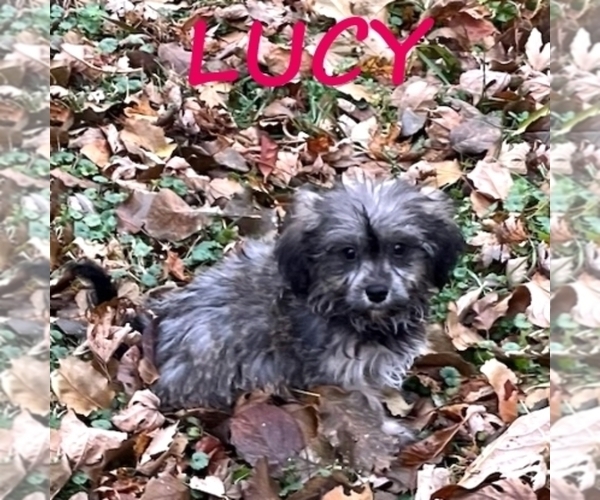 Medium Photo #1 Shih-Poo Puppy For Sale in HARTLAND, MN, USA