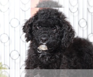 Poodle (Standard)-Portuguese Water Dog Mix Puppy for sale in NAPLES, FL, USA