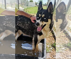 Siberian Husky Dogs for adoption in Amarillo, TX, USA