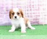 Small Photo #3 Cavalier King Charles Spaniel Puppy For Sale in BEL AIR, MD, USA