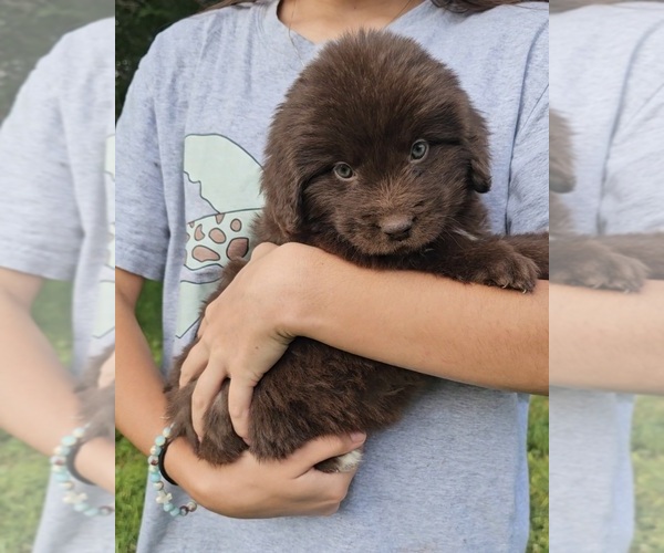 Medium Photo #60 Newfoundland Puppy For Sale in CAMBRIDGE, NE, USA